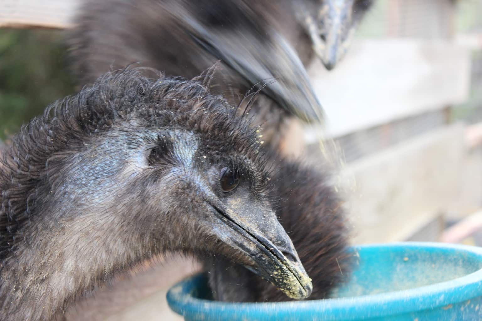 Visiting Solvang, California With Kids Visiting Solvang, California With Kids