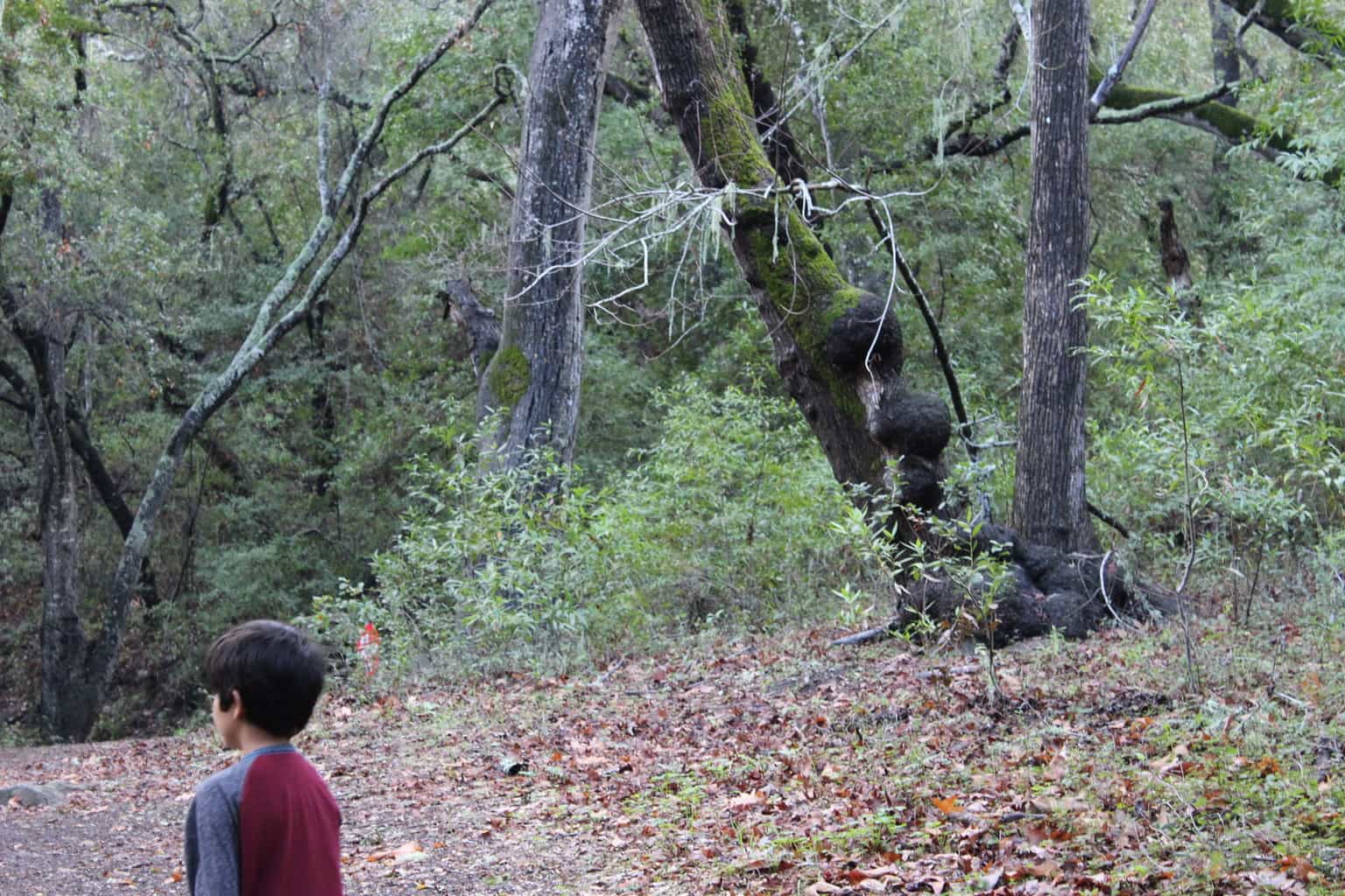 Visiting Solvang, California With Kids Visiting Solvang, California With Kids