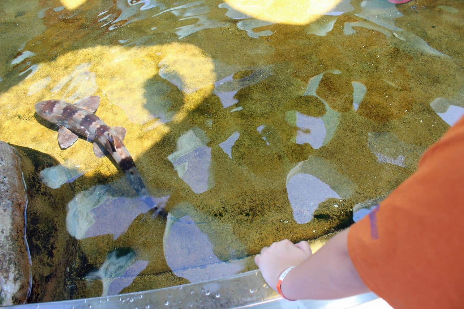 6 Planning Tips for the Best Family Vacation at Sea World San Diego