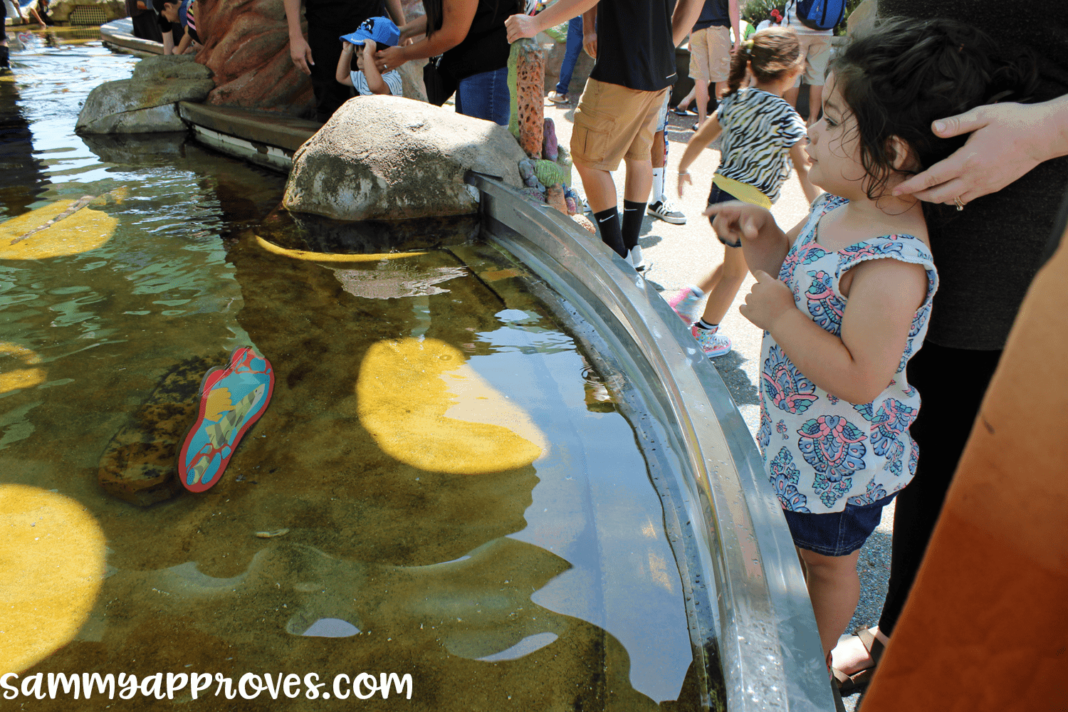 6 Planning Tips for the Best Family Vacation at Sea World San Diego