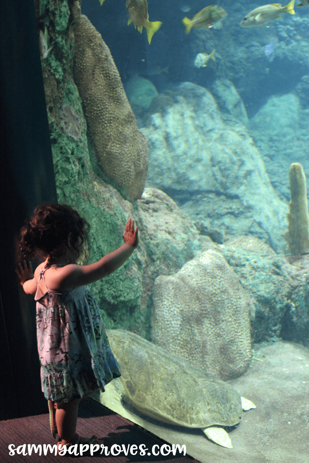 6 Planning Tips for the Best Family Vacation at Sea World San Diego