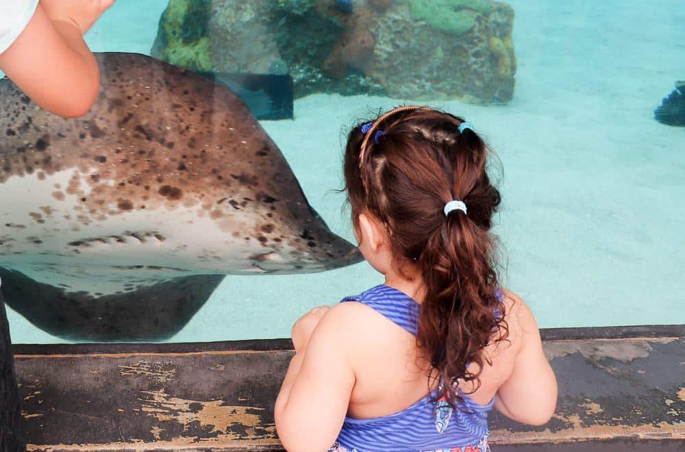 Family Fun California Day Trip | Aquarium of the Pacific Long Beach
