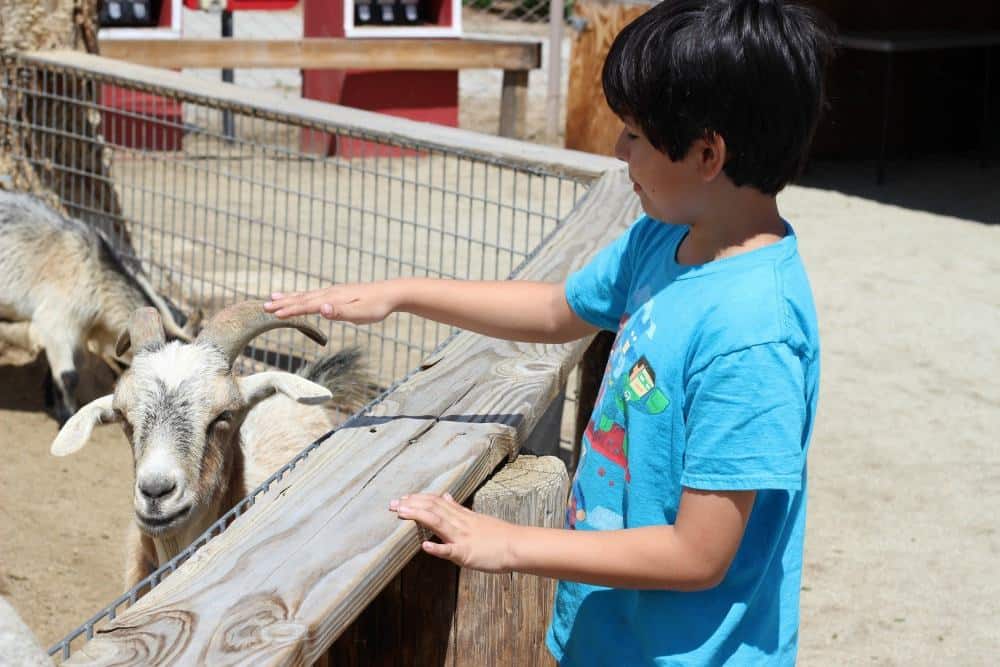 family petting zoo trip Amazing ways to Strengthen your Family Bond Outdoors