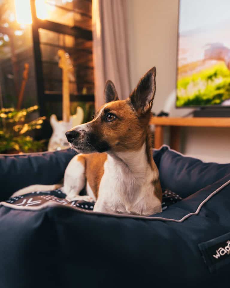 20+ Companies That Provide you Free Samples For Your Dog 2025