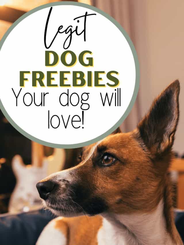 20+ Companies That Provide you Free Samples For Your Dog 2024