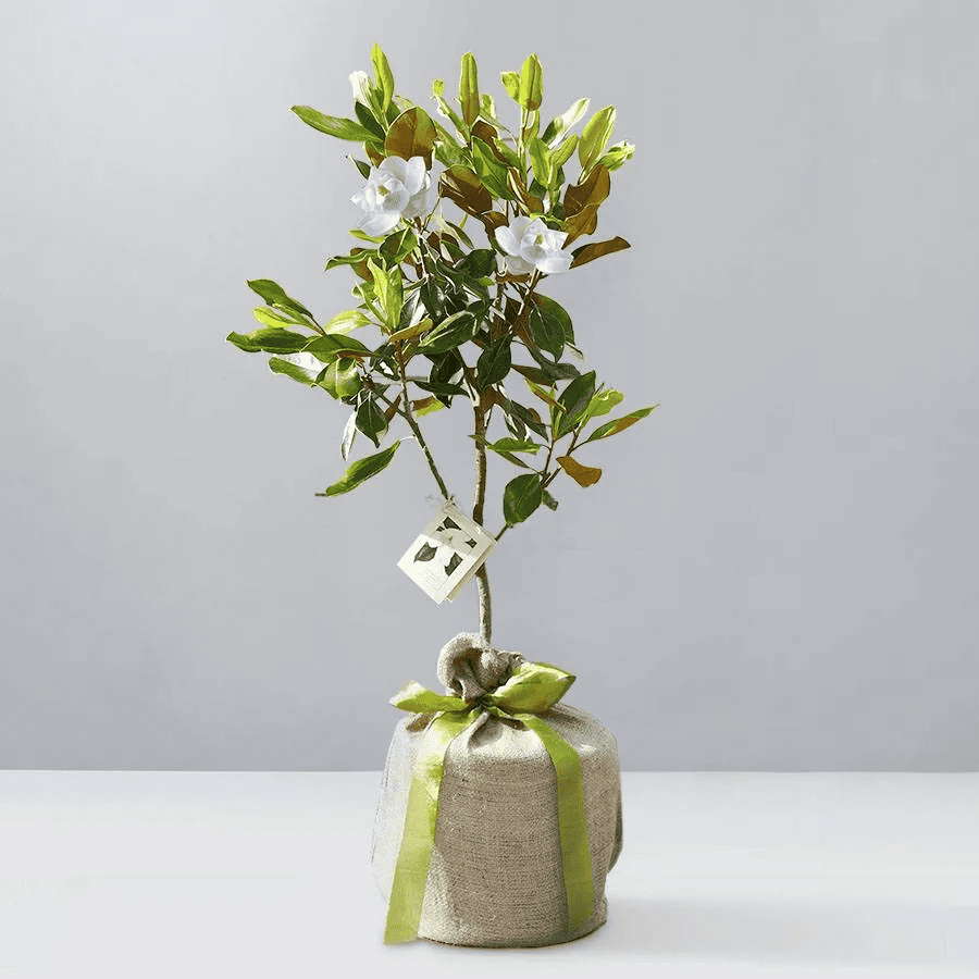 Plants.com Makes it Easy