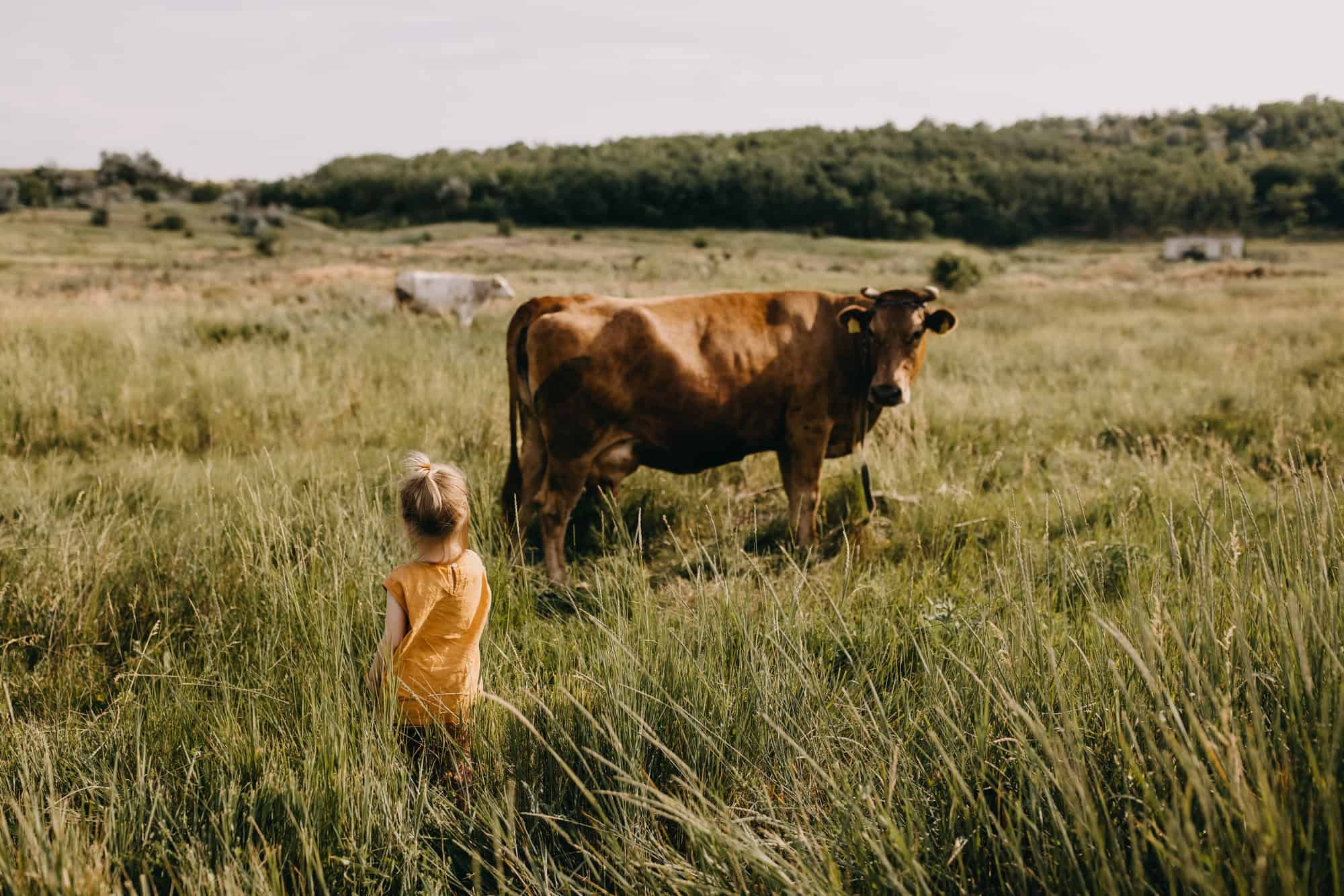 Little girl on a farm, standing in a field with green grass, watching a cow.