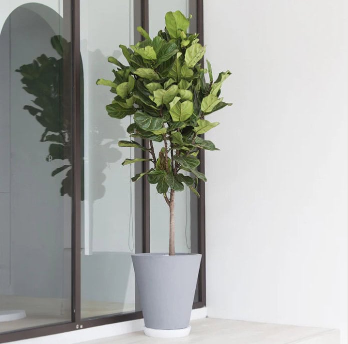 Fiddle Leaf Fig Tree for Sale | Perfect Plants - Perfect Plants Nursery