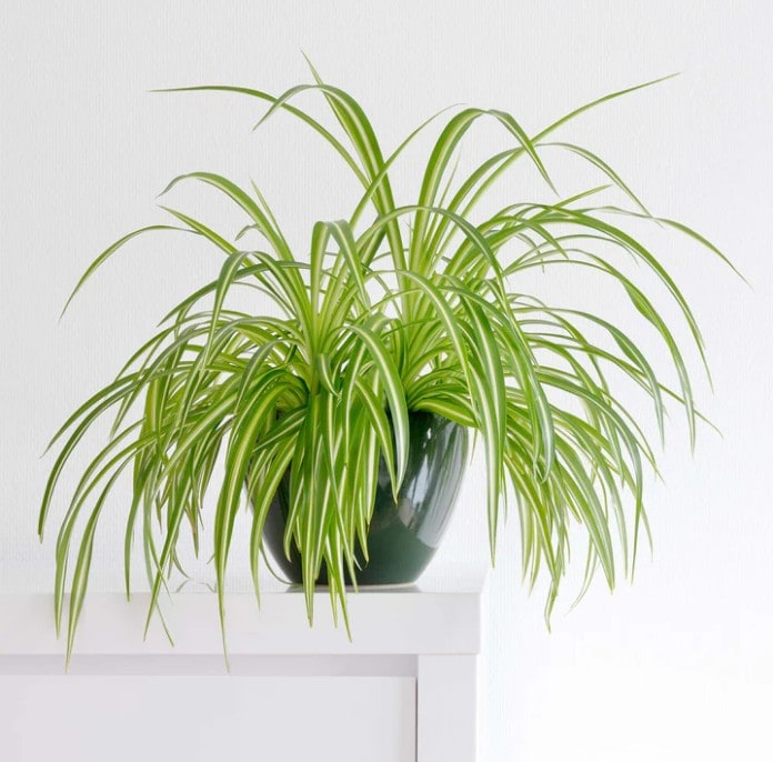 Variegated Spider Plant for Sale | Buy Houseplants Online | Perfect Plant