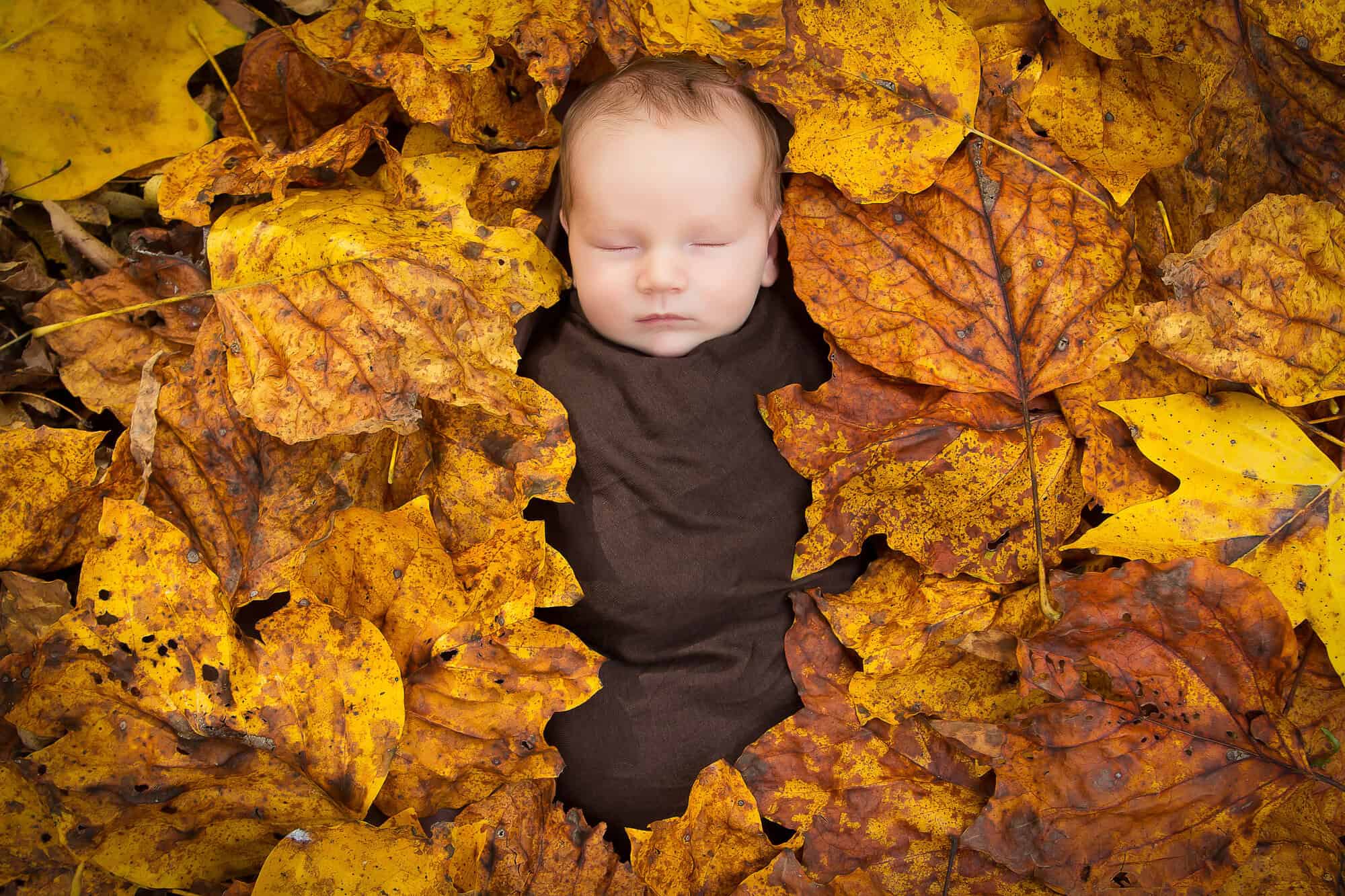 A portrait of a newborn baby wrapped in brown swaddling cloth and surrounded by fall leaves.