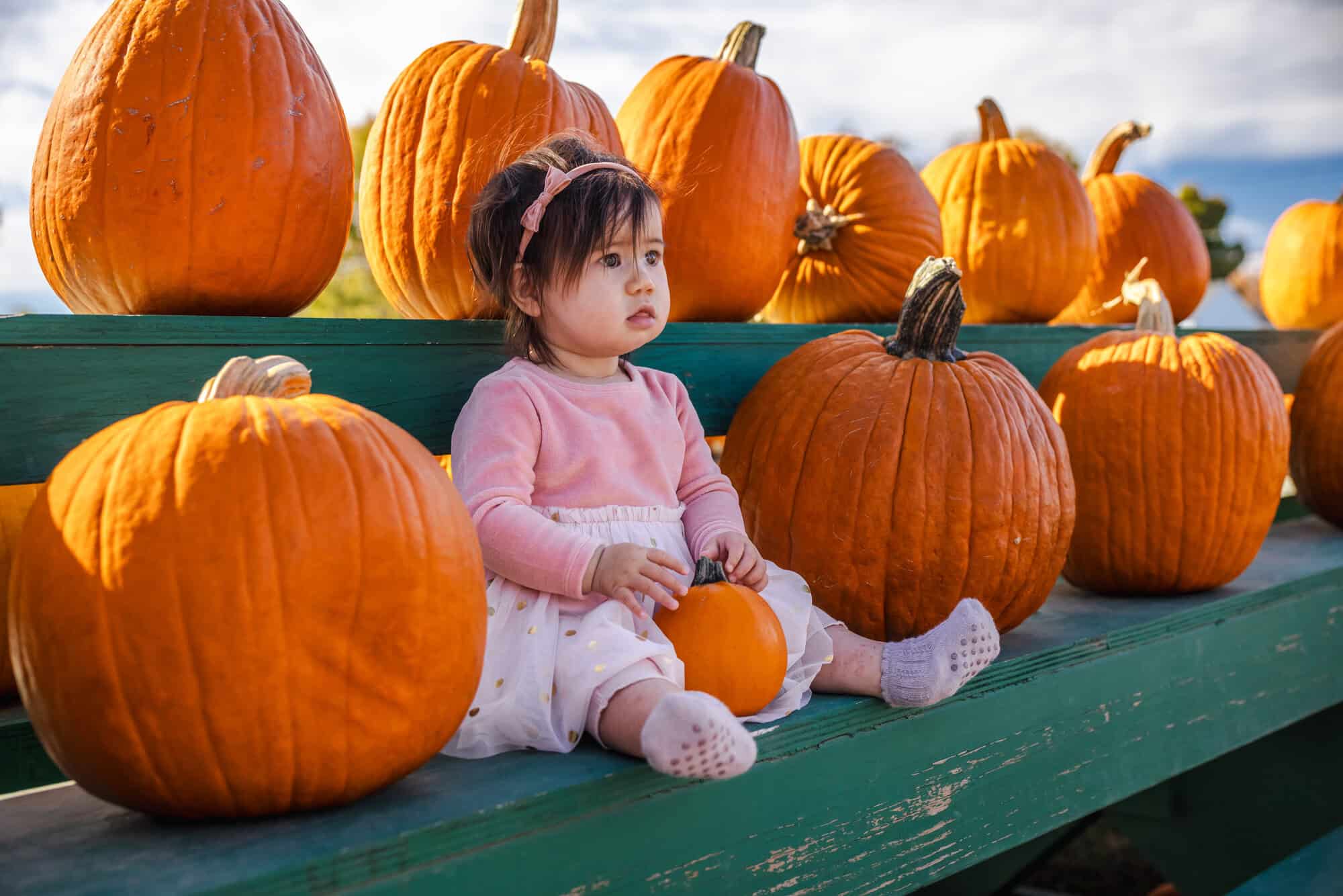 Little girl in a pink dress sitting among large orange pumpkins on green wooden stands at an autumn farm, holding a small pumpkin and looking thoughtfully ahead. High quality photo